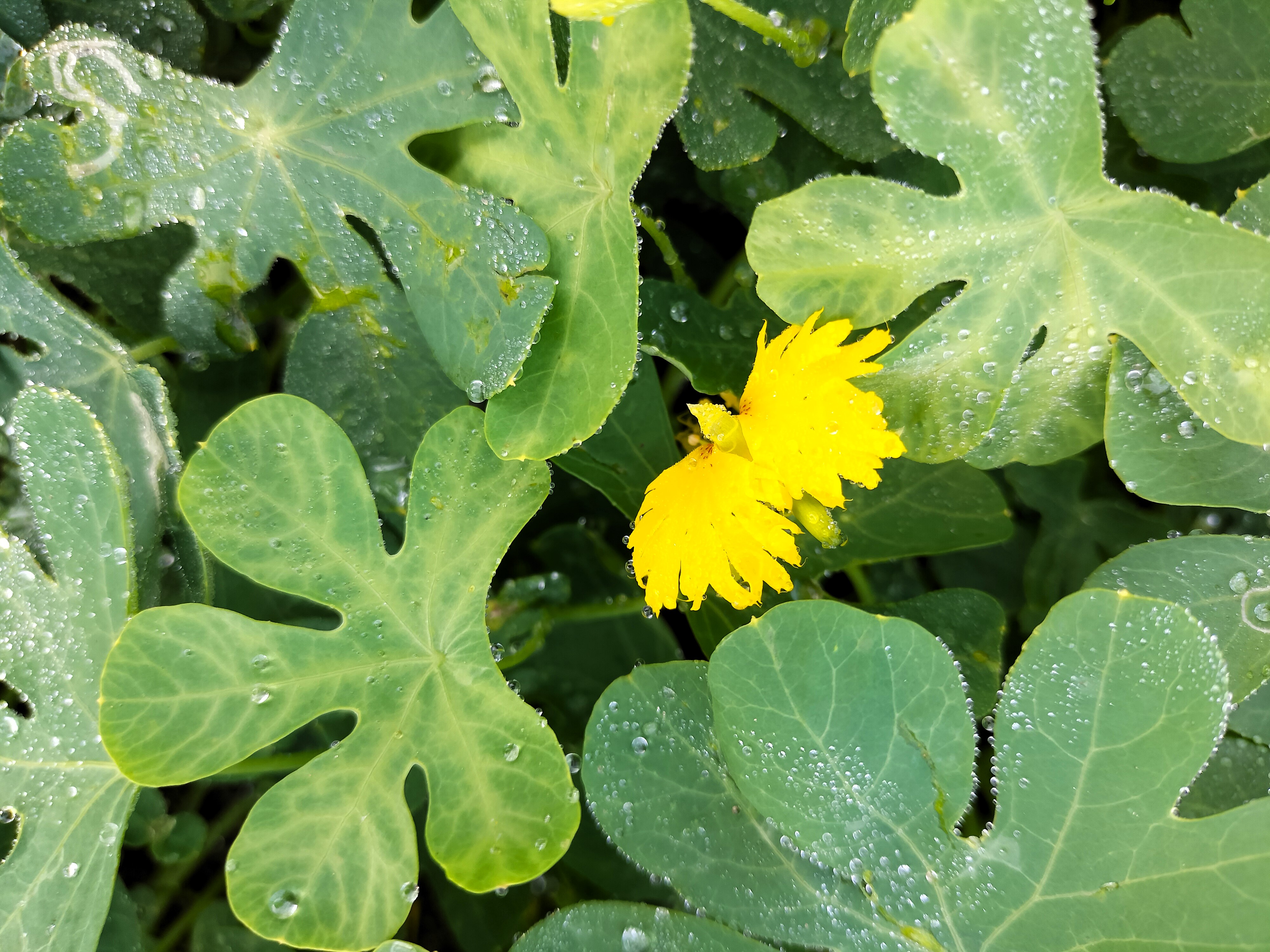 nasturcja kanaryjska